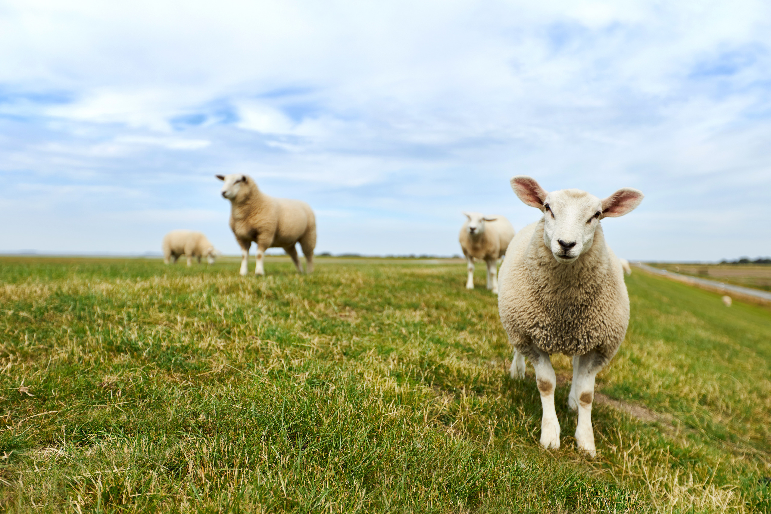 Fotos einer grasenden Schafherde und einzelner Schafe nahe der deutschen Nordsee auf einem Deich. Hochauflösend am Tag fotografiert, mit Freiraum für Text.